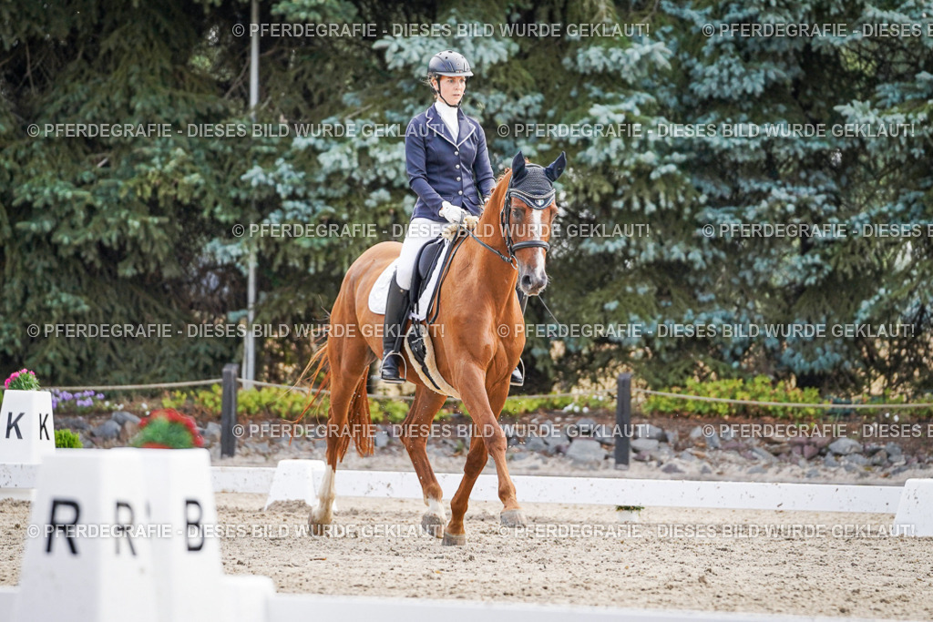 DSC00582 | Pferdegrafie