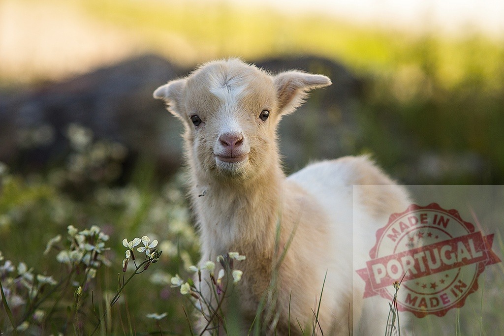 Baby goat kid standing in green field smiling | Young baby goat kid standing in a summer field with green grass and wildflowers - Realisiert mit Pictrs.com