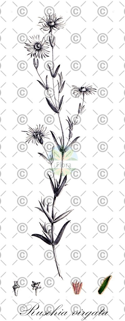 HistAbb_wfo-0001044649_1_ENZY_Simple | Historische Abbildung von Ruschia virgata - Aizoaceae | Historical Illustration of Ruschia virgata - Aizoaceae