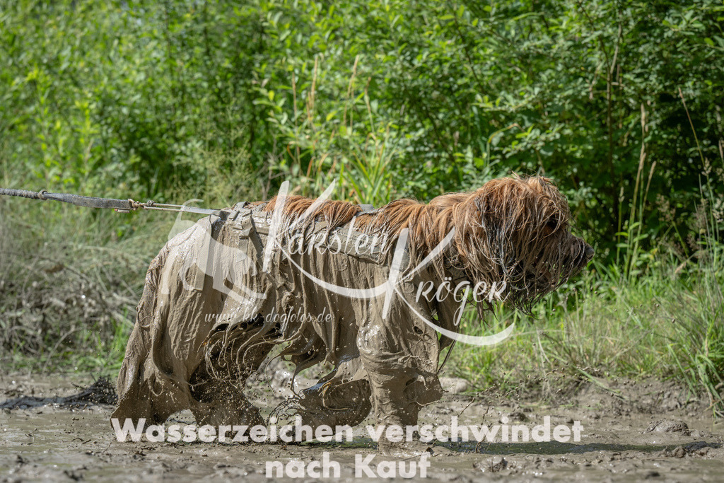 1016_ZZ91441 | kk-dogfotos