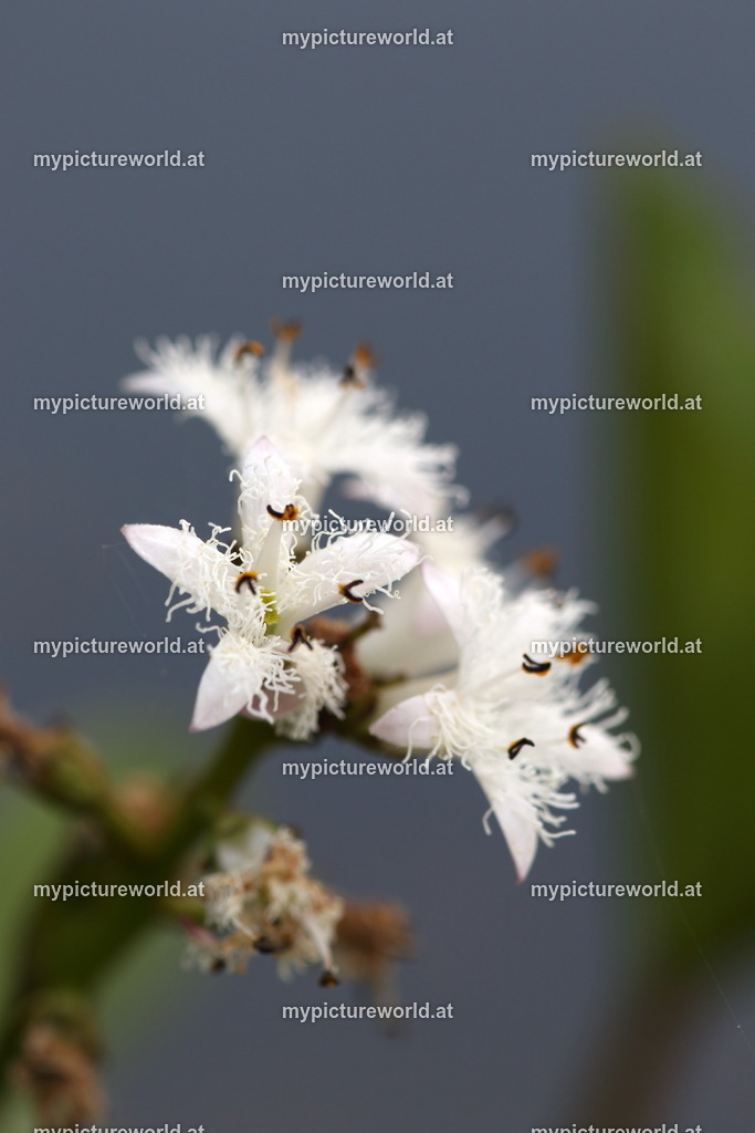 Fieberklee-003 | Das Bilderarchiv über Tiere, Planzen und Landschaften. In der Bilddatenbank finden Sie ein große Auswahl an hochwertigen Bilder für Ihre Werbung - Realized with Pictrs.com