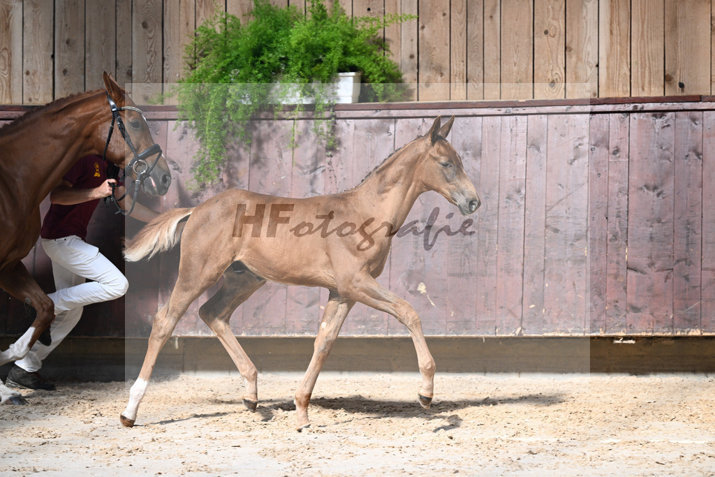 Kat-Nr. 17 Endorphin x Fuerst Piccolo_HF_Rietzler_25250147 | hf-fotografie - Realisiert mit Pictrs.com