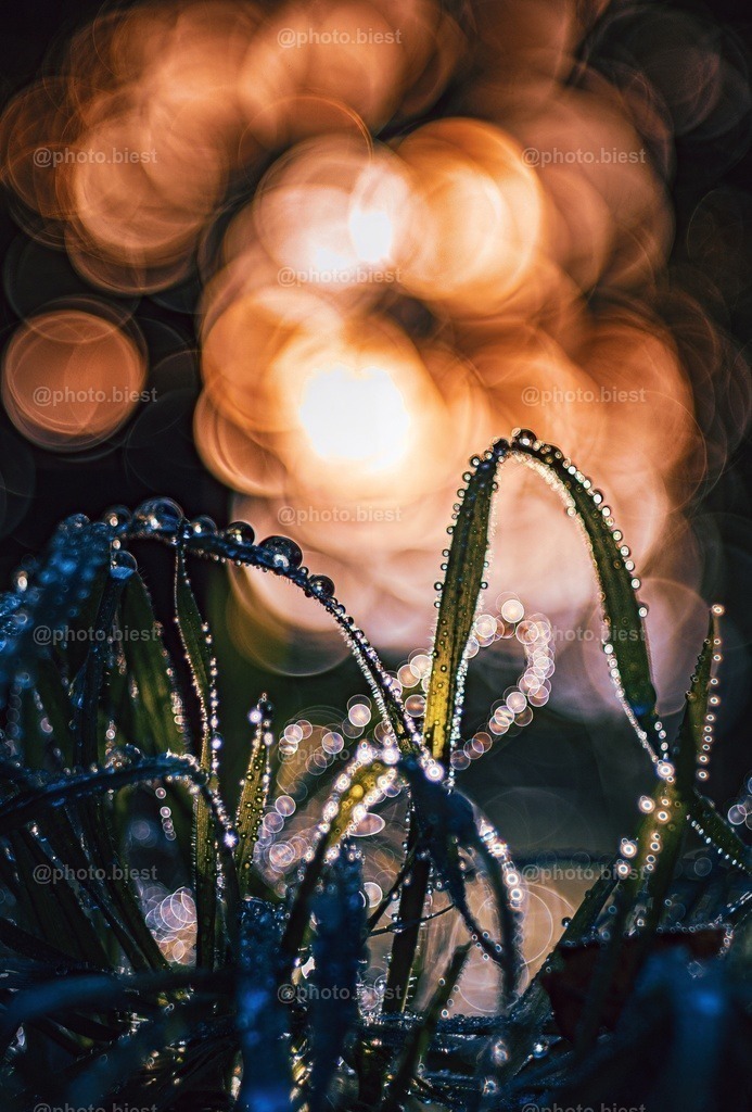 Frostiger Tau | Gräser mit eisigem Tau bedeckt. Im Hintergrund die untergehende Sonne im Bokeh. - Realisiert mit Pictrs.com