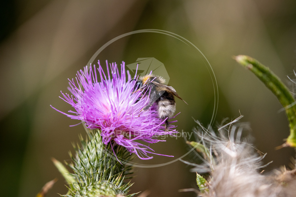 Feldhummel auf Distel | CoBra Photography - Realisiert mit Pictrs.com