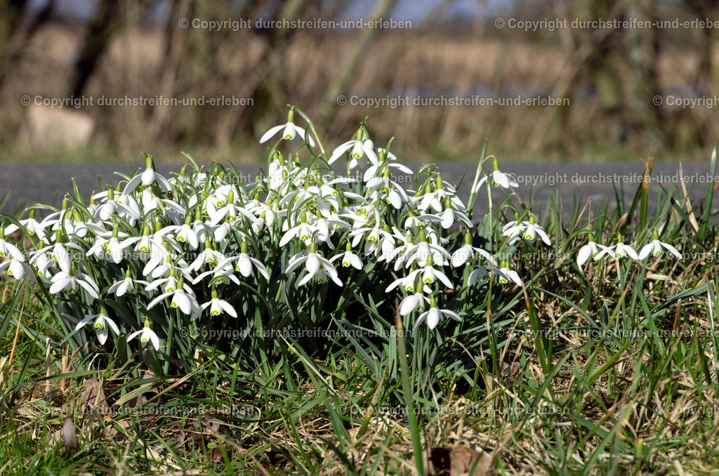 Schneeglöckchen Erster Frühlingsbote | Schneeglöckchen Erster Frühlingsbote in den Rieselfeldern Münster - Realisiert mit Pictrs.com