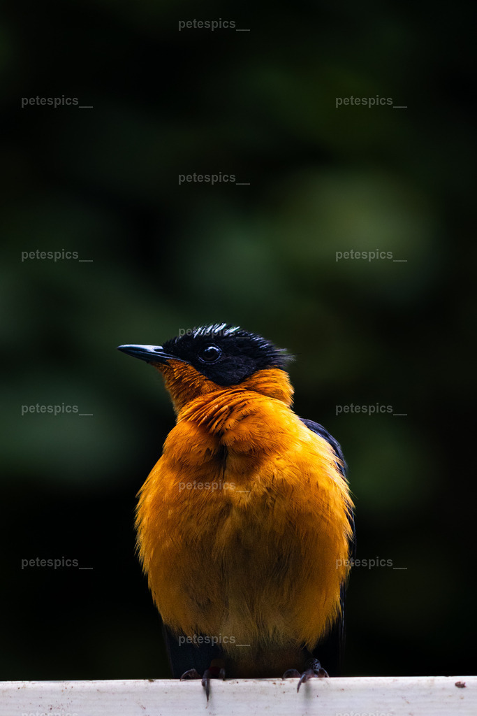 IMG_0793 | petespics