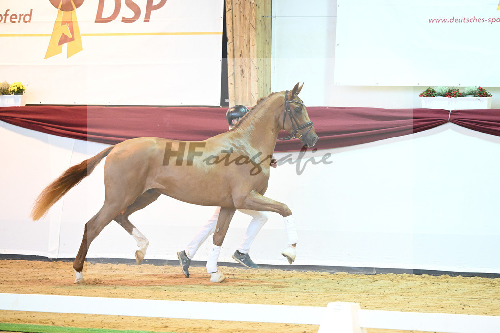 Kat-Nr. 57 v. Vivaldos_Regele_66222103 | hf-fotografie - Realisiert mit Pictrs.com