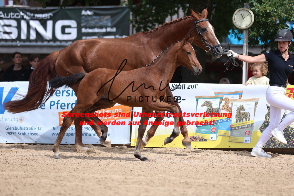 Fohlenschau_Schwäbisch_Hall_dressurbetonte_Fohlen_KN 6_13 | lmwpictures - Realisiert mit Pictrs.com