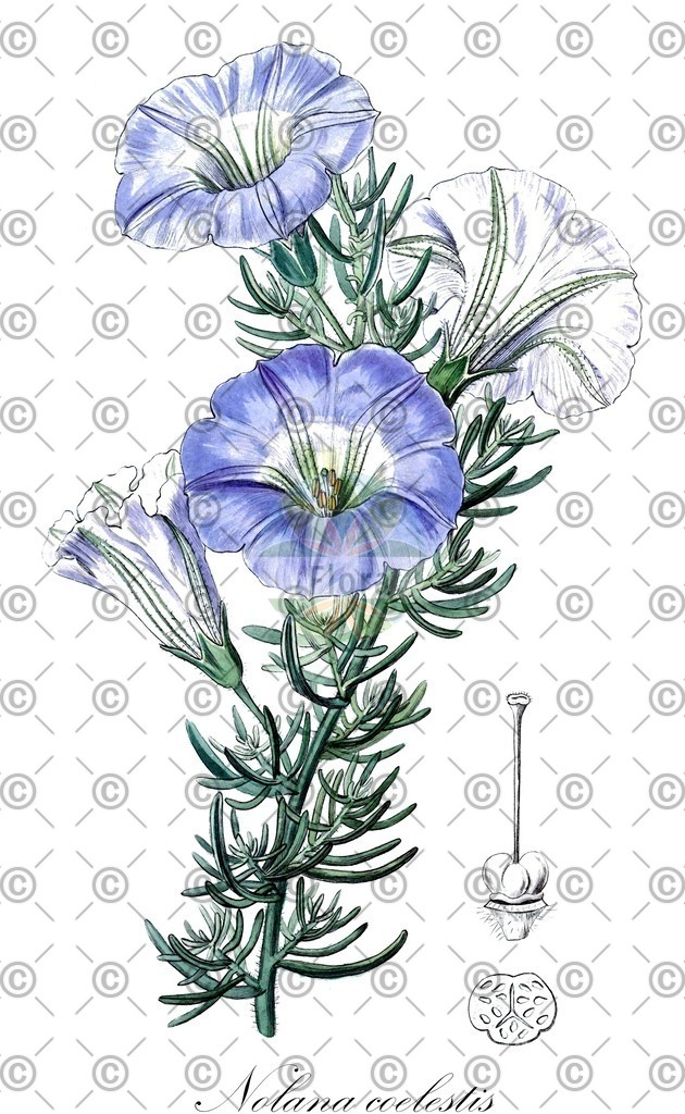 HistAbb_wfo-0000700457_1_ENZY_Simple | Historische Abbildung von Nolana coelestis - Solanaceae | Historical Illustration of Nolana coelestis - Solanaceae