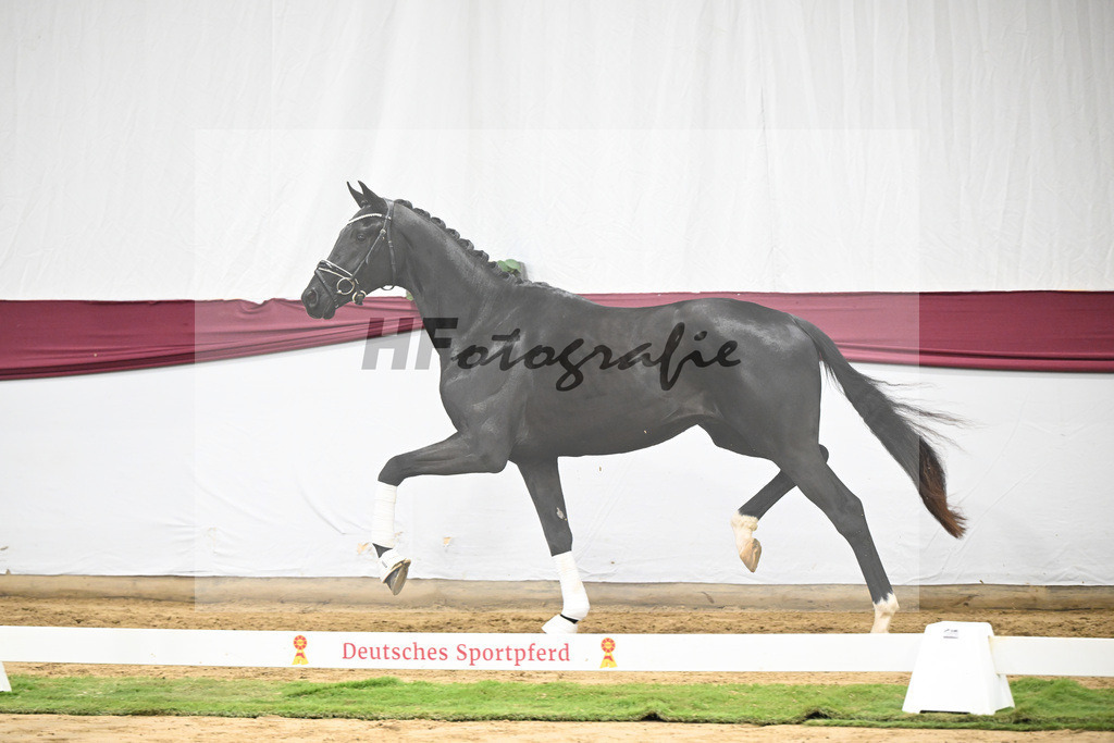 Kat-Nr. 65 Zalando x Fuerstenball_Gestuet Dobel_47252463 | hf-fotografie - Realisiert mit Pictrs.com