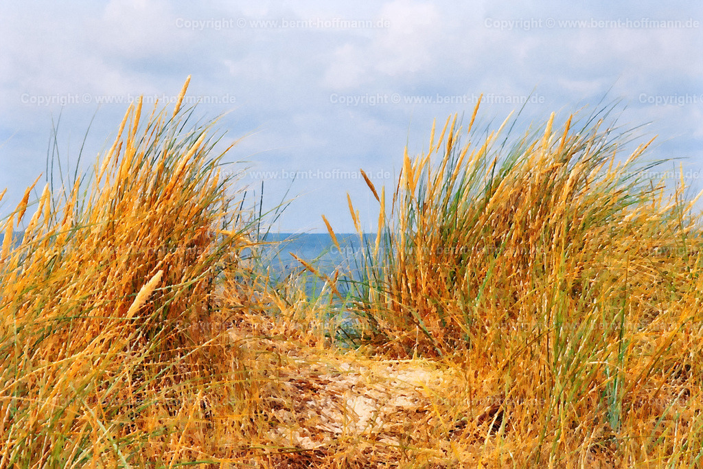 PDM2_2476_Duenengras_120x80 | DIGITALKUNST. Dünengräser am Meer unter dem Wolkenhimmel. - Realisiert mit Pictrs.com