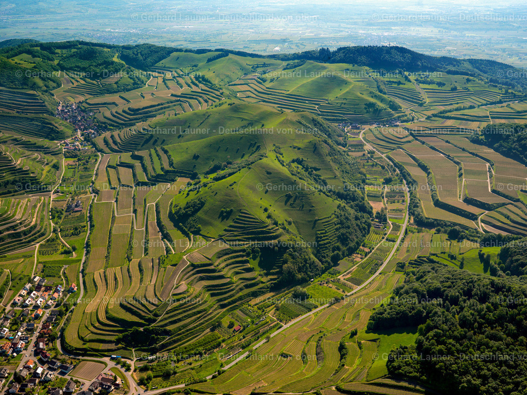 3096243 | Terrassenweinberge und Naturschutzgebiet am Badberg, Kaiserstuhl
