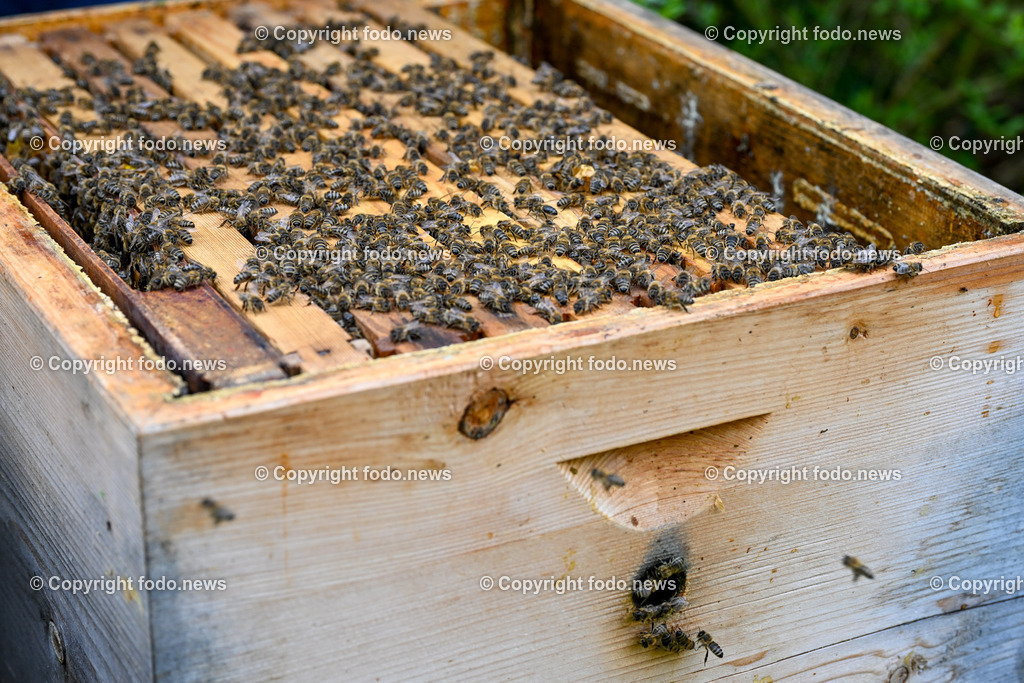 Heinz Wahlmüller (Imker)_ 07.04.2023-17 | 07.04.2023, Linz, AUT, Imker, Bienen, Bienenstock, Honig, im Bild Bienen, Bienenstock, Honig