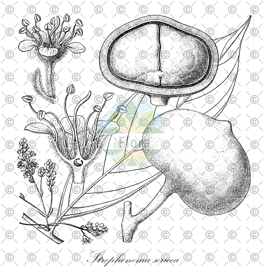 HistAbb_wfo-0001191175_1_ENZY_Simple | Historische Abbildung von Strephonema sericea - Combretaceae | Historical Illustration of Strephonema sericea - Combretaceae