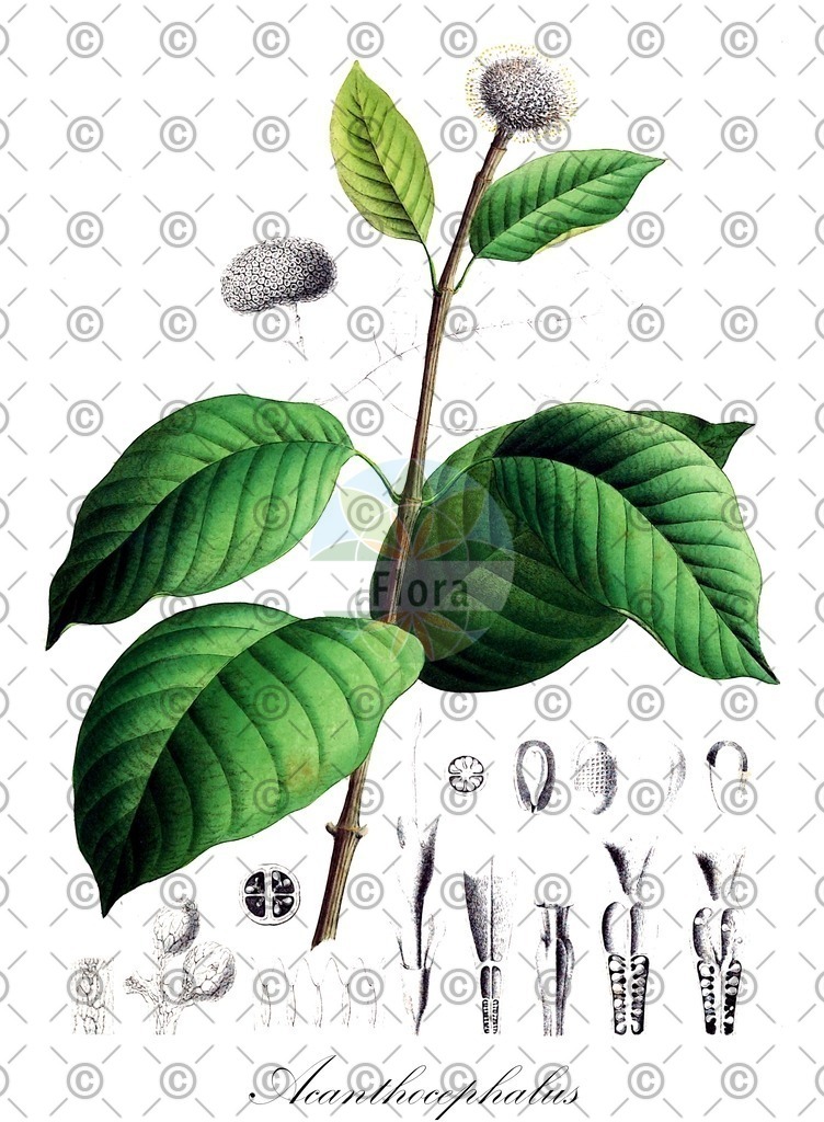 HistAbb_wfo-4000000103_1_ENZY_Simple | Historische Abbildung von Acanthocephalus - Asteraceae | Historical Illustration of Acanthocephalus - Asteraceae