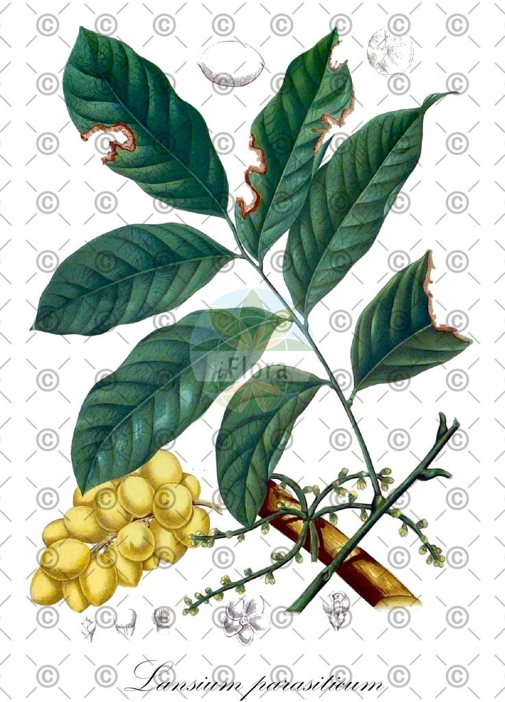 HistAbb_wfo-0000223016_2_ENZY_Simple | Historische Abbildung von Lansium parasiticum - Meliaceae | Historical Illustration of Lansium parasiticum - Meliaceae