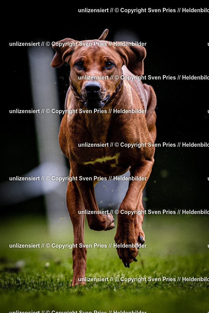Sven Pries | 2025-10-03 - Hunderennen Obergrombach - Realisiert mit Pictrs.com