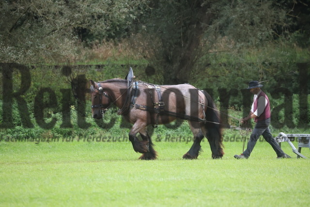 Marbach_2024_LP-Ziehen und Fahren_KN_16_Onac van de Michaelhoeve van Vlaams-Brab (50) | Alle Fotos der Reiterjournal Fotografin Doris Matthaes im Reiterjournal Online-Fotoshop. - Realizado com Pictrs.com
