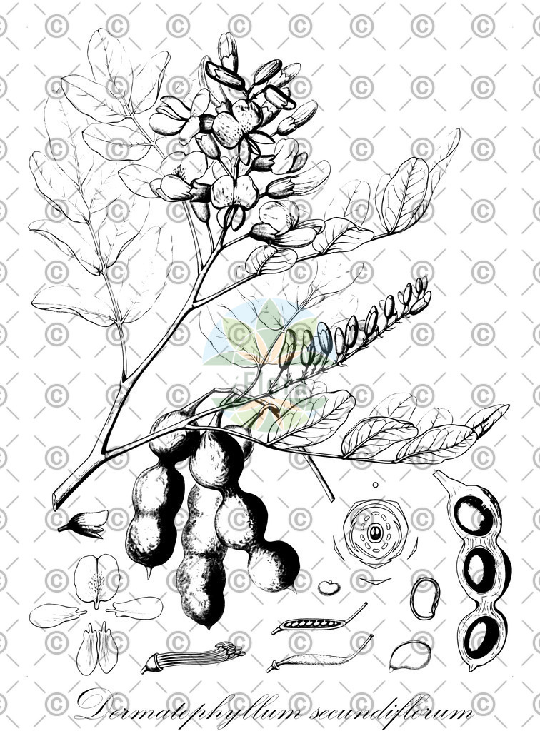HistAbb_wfo-0000159326_1_ENZY_Simple | Historische Abbildung von Dermatophyllum secundiflorum - Fabaceae | Historical Illustration of Dermatophyllum secundiflorum - Fabaceae