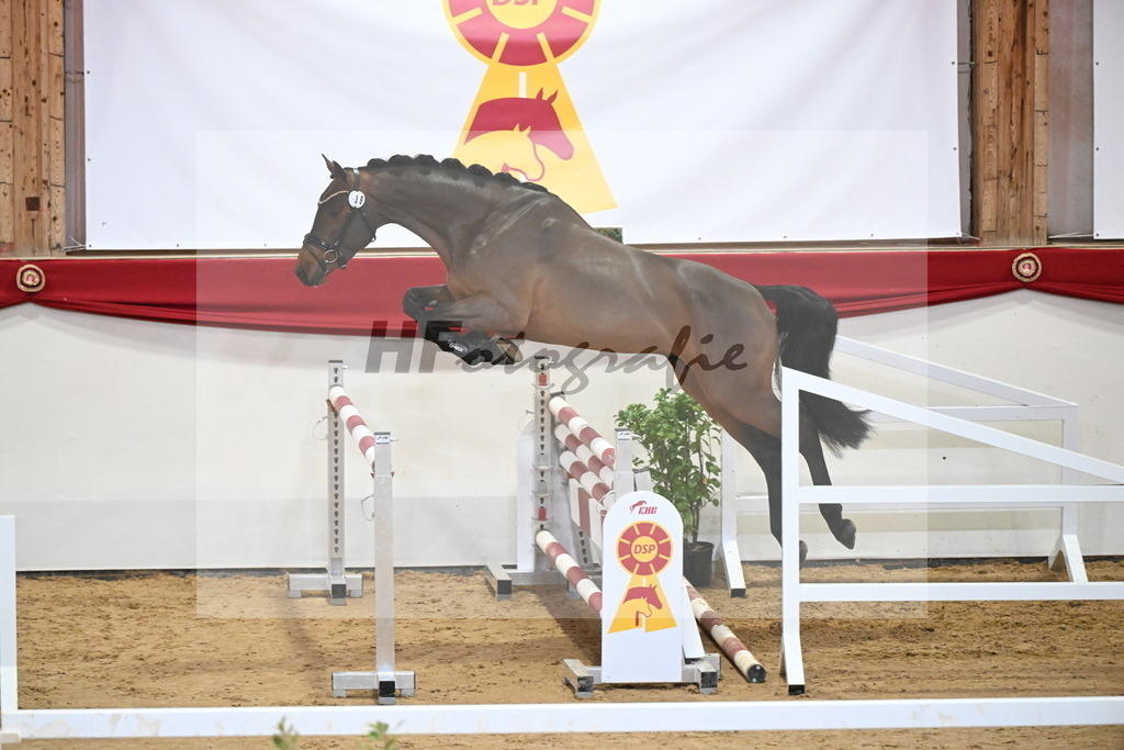 Kat.-Nr. 39 v. Uricas van de Kattevennen_Laue_2251278 | hf-fotografie - Realizzato con Pictrs.com