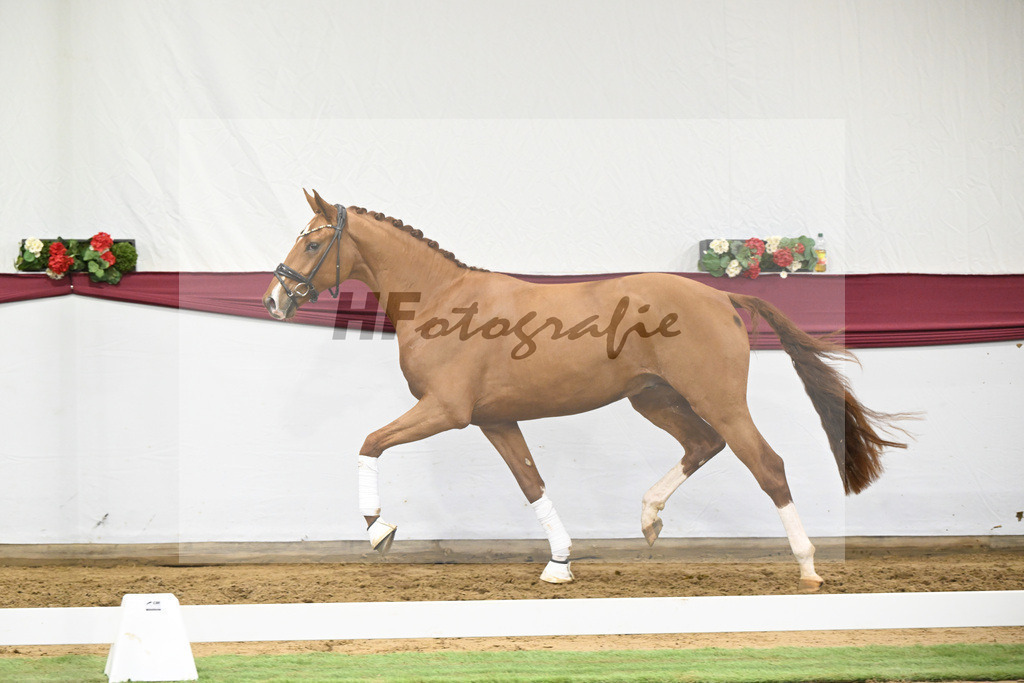 Kat-Nr. 27 Escaneno x Diamond Hit_Schulze Averdiek Sportpferde und Aufzucht GbR_47250909 | hf-fotografie - Realisiert mit Pictrs.com