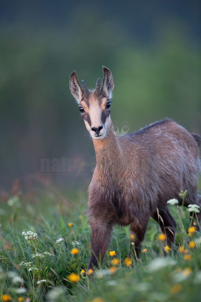 20130704213054 | Die Gemse ( Rupicapra rupicapra ) ist ein Huftier, das dank seiner aussergewöhnlichen Anpassungsfähigkeit den extremen Lebensbedingungen im Gebirge gewachsen ist. Die Gemse vereint auf eindrückliche Art Widerstandskraft, Gewandtheit und Robustheit. Während sie früher in die schwer zugänglichen Gebirgsmassive zurückgedrängt wurde, ist sie heute in Wäldern mittlerer Höhe und gar in tiefen Lagen stark verbreitet. - Realisiert mit Pictrs.com