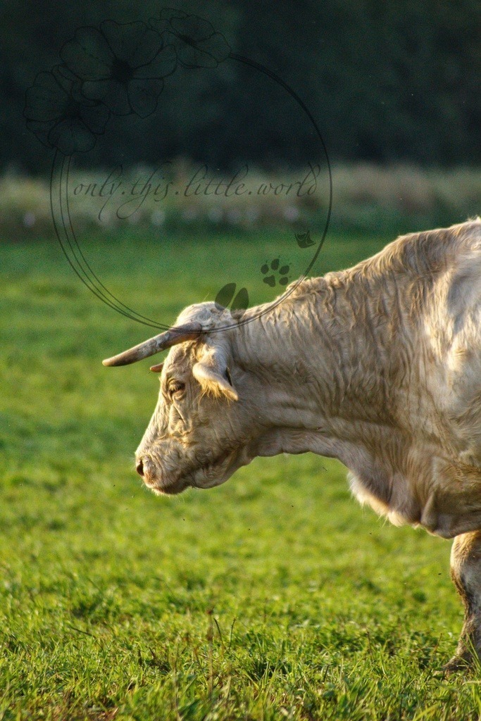 IMG_7027-01 | only.this.little.world - Realisiert mit Pictrs.com