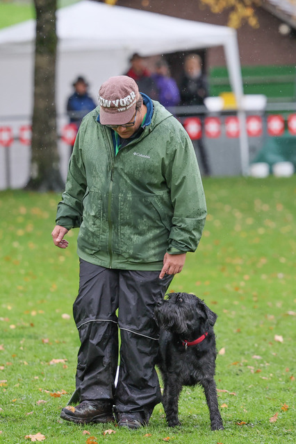 2025_Rally_Obedience_SM-52 | Ich fotografiere Hundeausstellungen, Sportanlässe, Zuchtstätten, Hundezucht, Hundeportrait, Lagotto - Realisiert mit Pictrs.com