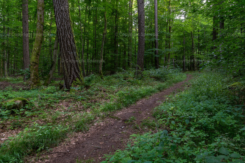 LOC_Trail_Forest16 | sparepix - Realisiert mit Pictrs.com