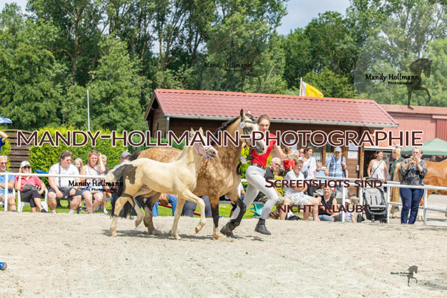Leybucht-203 | mandyhollmannphotographie