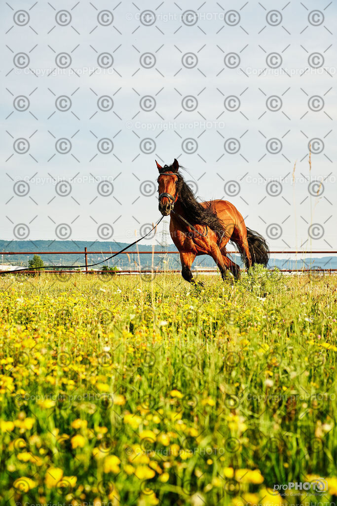 343_202406_Niki-Herodes_NZ9_0326 | proPHOTO - Realisiert mit Pictrs.com