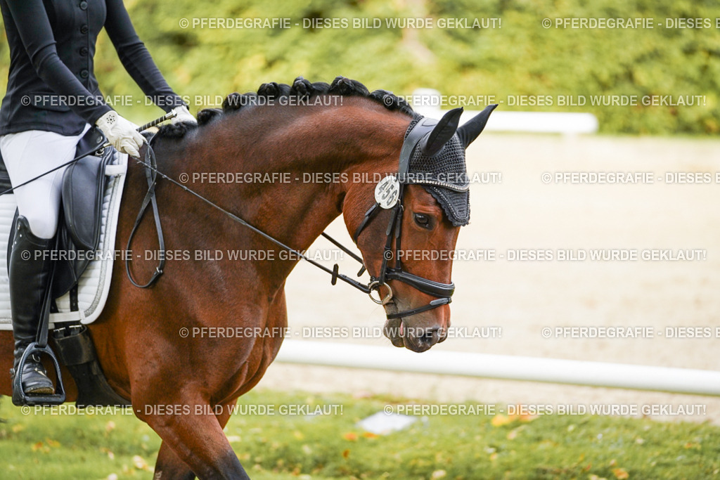 DSC09761 | Pferdegrafie