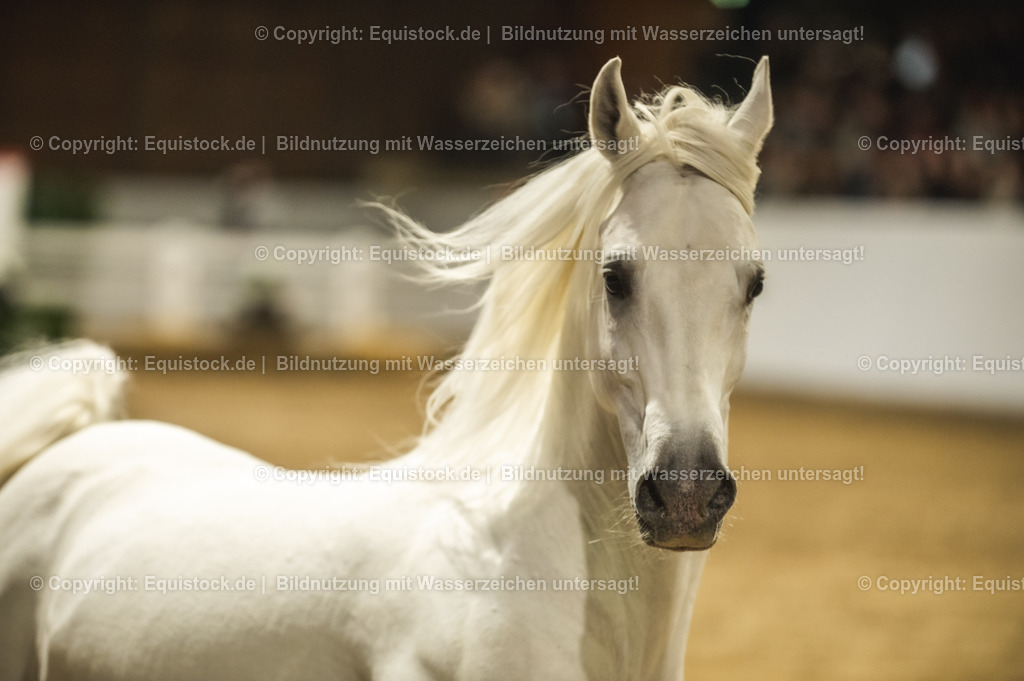 20240302_Hengstvorstellung_Marbach_TOMsPiC_1173-2 | equistock