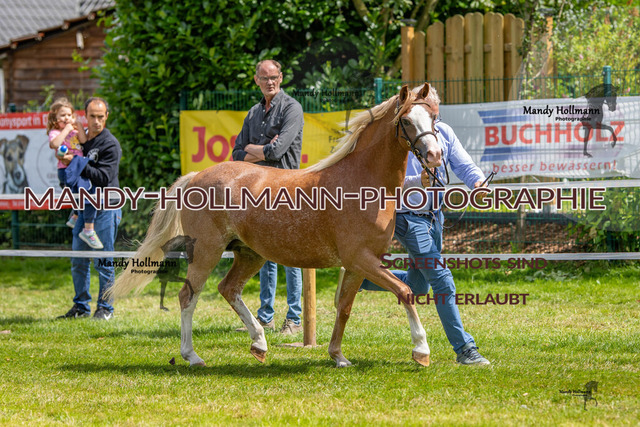 IG WELSH VM 2024-513 | mandyhollmannphotographie