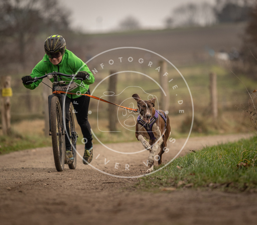 Pfotenfotografie_DV3A4027 | Hundefotografie, Tierfotograf, Pfotenfotografie, Fotoshooting Hund, Hunde Portrait, Hundesport, Hundeportraits, Heideshooting, Hunde, Sportfotograf, Hundefotograf, Turnierhundsport, THS,  - Realisiert mit Pictrs.com