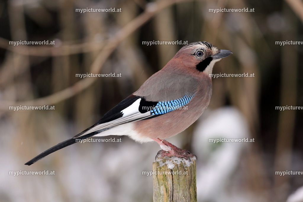 Eichelhäher-017 | Das Bilderarchiv über Tiere, Planzen und Landschaften. In der Bilddatenbank finden Sie ein große Auswahl an hochwertigen Bilder für Ihre Werbung - Realisiert mit Pictrs.com