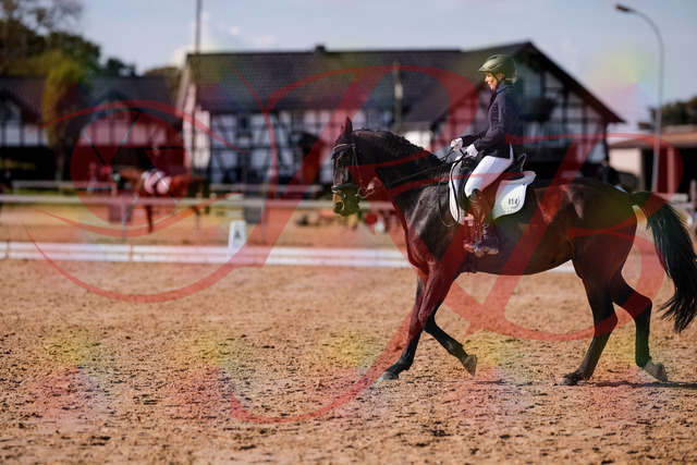 2026_10_03_Siefer-Hof_133852_Z81_97871928 | Professionelle Reitsport-, Turnier- und Eventfotografie von Robert Broda. Galerien mit ausgewählten und bearbeiteten Bildern direkt online ansehen und bestellen.