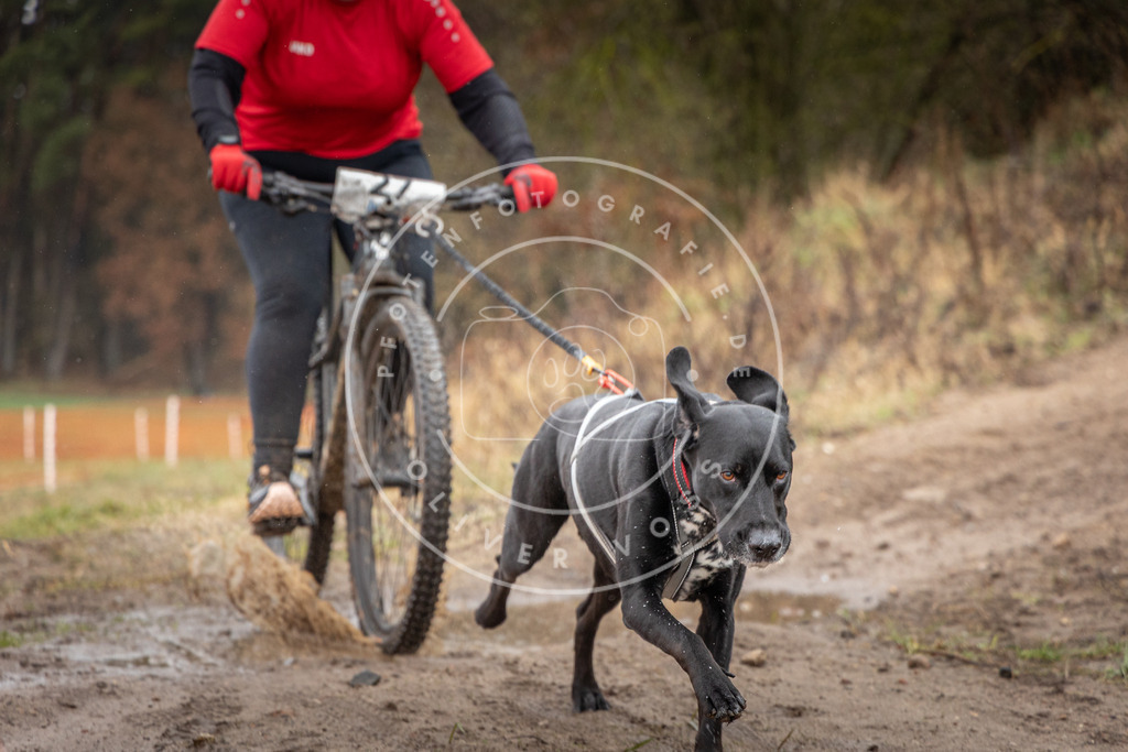 0L8A8884 | Hundefotografie, Tierfotograf, Pfotenfotografie, Fotoshooting Hund, Hunde Portrait, Hundesport, Hundeportraits, Heideshooting, Hunde, Sportfotograf, Hundefotograf, Turnierhundsport, THS,  - Realisiert mit Pictrs.com