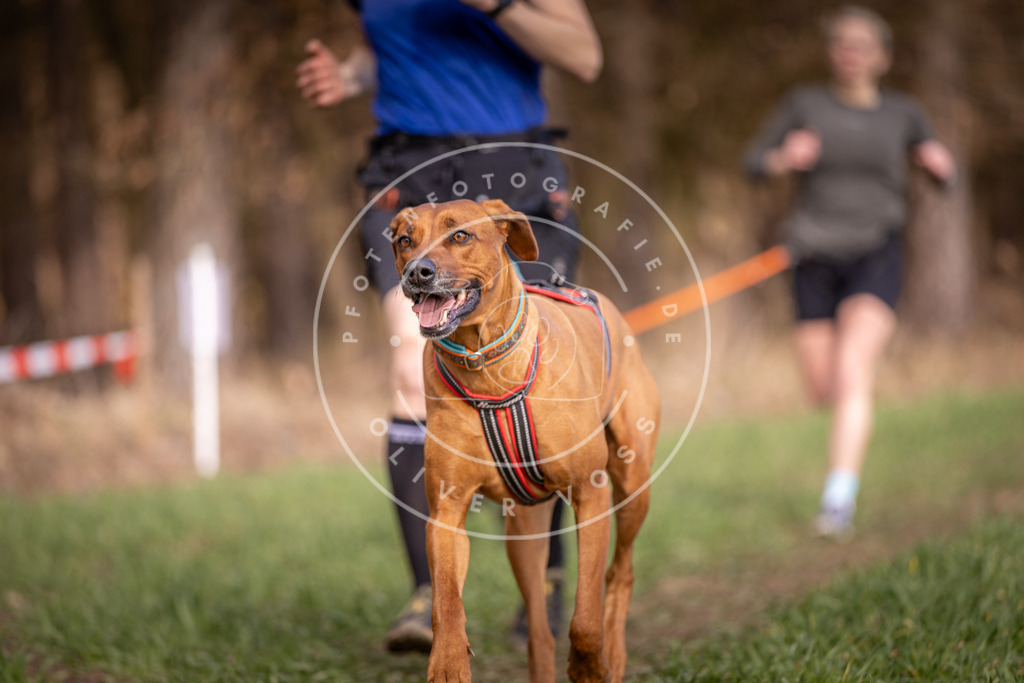 DV3A6054 | Hundefotografie, Tierfotograf, Pfotenfotografie, Fotoshooting Hund, Hunde Portrait, Hundesport, Hundeportraits, Heideshooting, Hunde, Sportfotograf, Hundefotograf, Turnierhundsport, THS,  - Realisiert mit Pictrs.com
