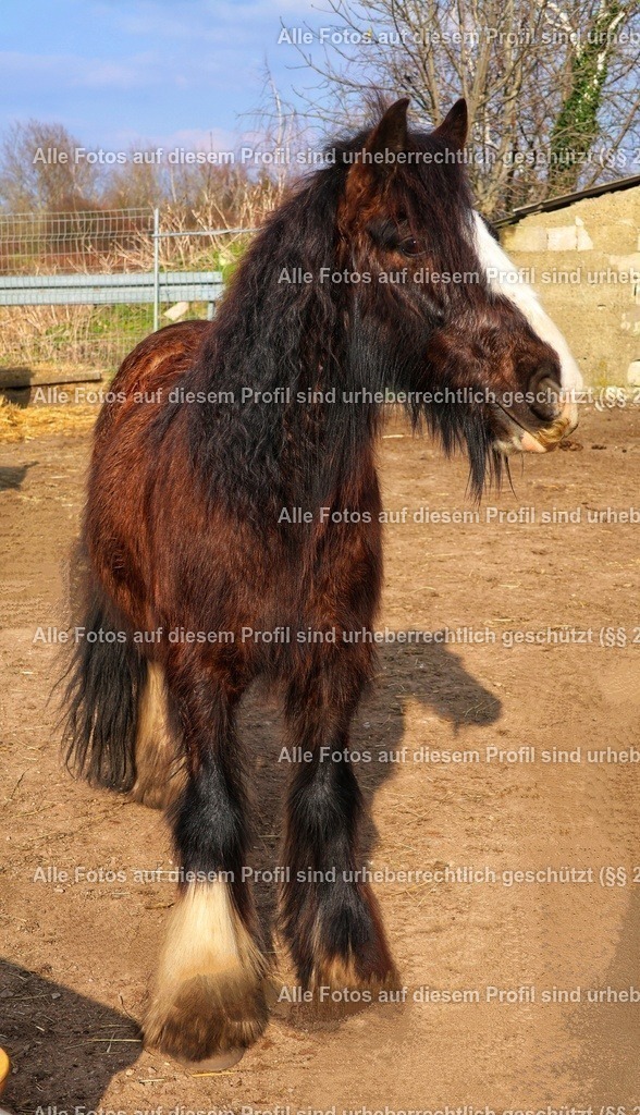 20240309150848_0C4A2935_4-01 | krollfotografie - Realisiert mit Pictrs.com