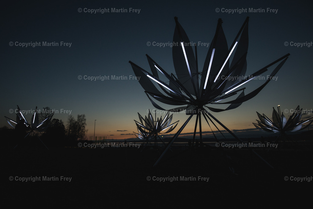 Dark Lotus | Murten Lichtfestival 2021 - Realisiert mit Pictrs.com