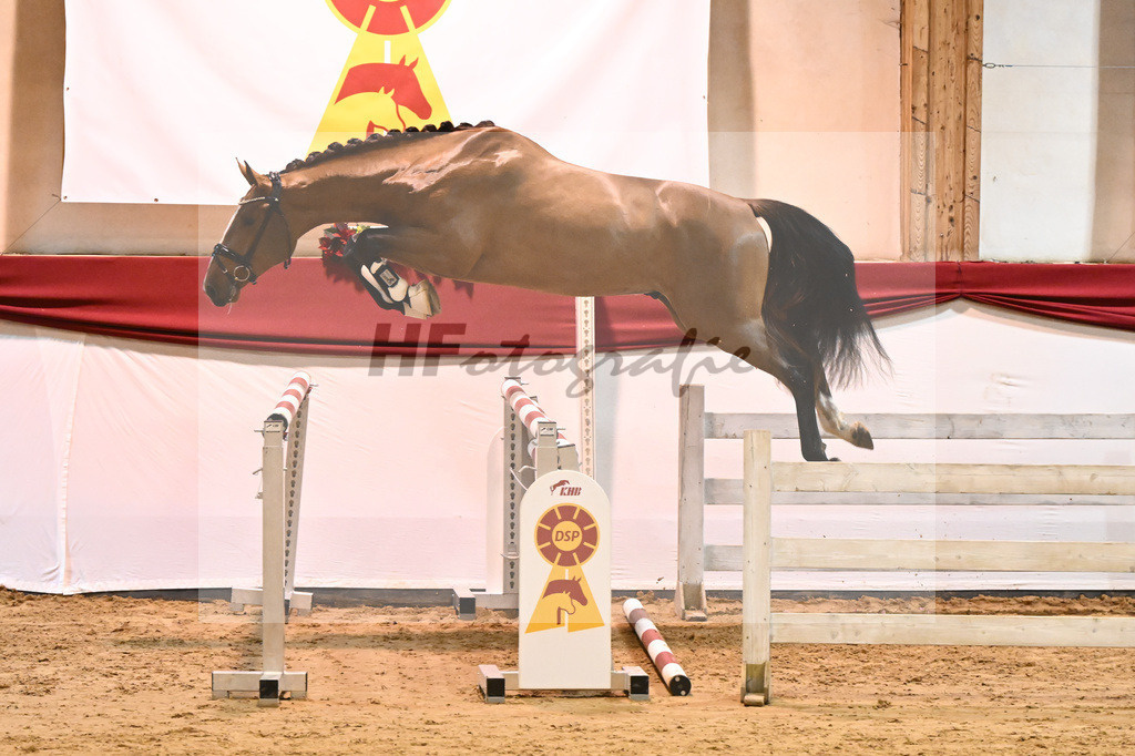 Kat-Nr. 42 Nixon v h Meulenhof x Dominator Z_Groetzner_43231248 | hf-fotografie - Realisiert mit Pictrs.com