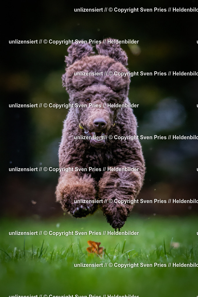 Sven Pries | 2024-10-19 - Hunderennen Ober-Grombach - Realisiert mit Pictrs.com