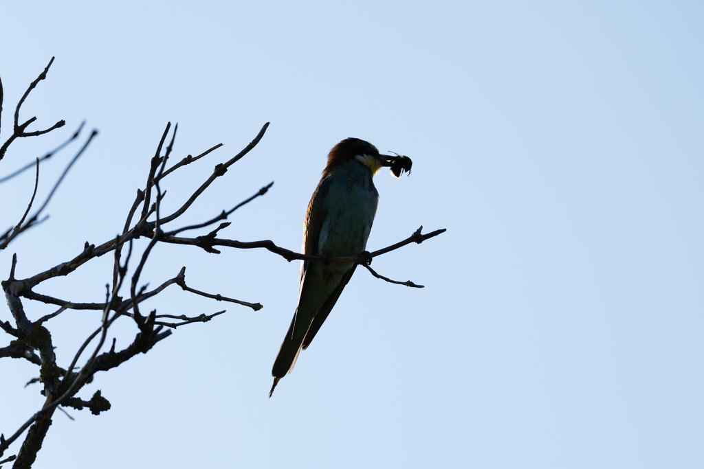 Der Bienenfresser | Der Bienenfresser ist zweifellos einer der auffälligsten und farbenprächtigsten Vögel Europas, der durch sein exotisches Aussehen an Vögel aus tropischen Regionen erinnert. Er gehört zur Familie der Bienenfresser (Meropidae), von denen er die einzige Art ist, die regelmäßig in Europa brütet. - Realisiert mit Pictrs.com