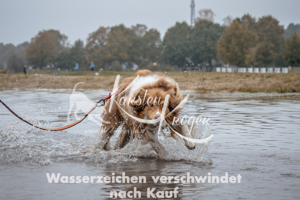 1049_ZZ91586 | kk-dogfotos