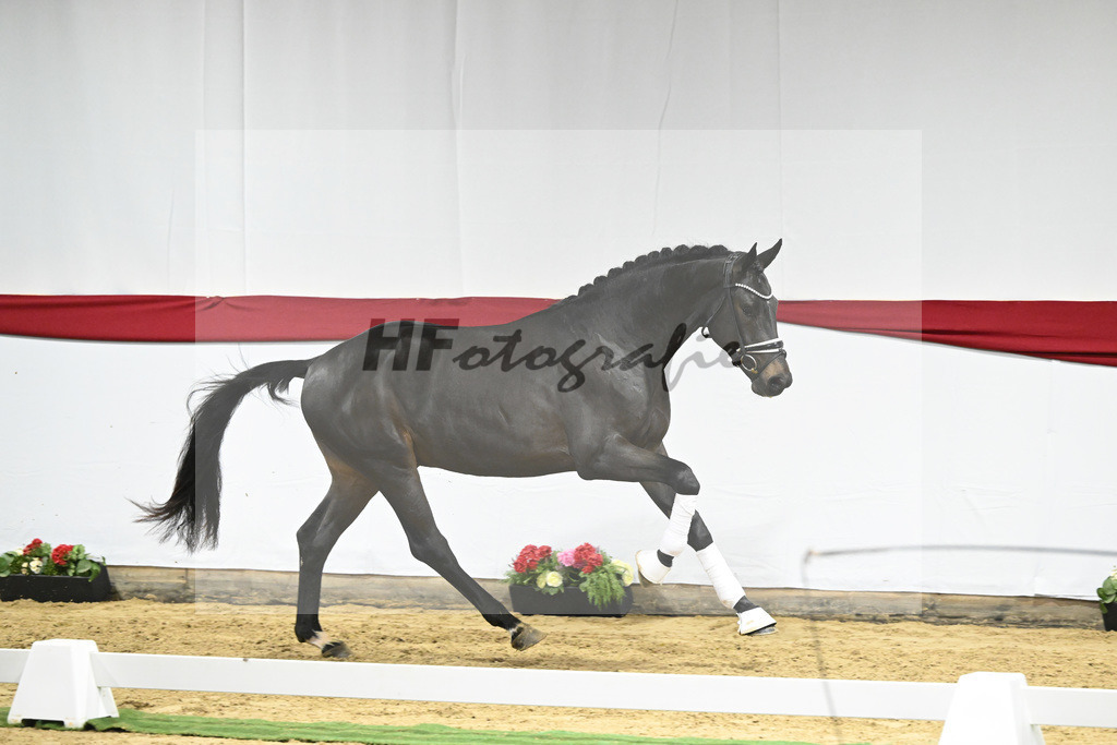 Kat-Nr. 49 v. Escamillo_Bschorer_63220476 | hf-fotografie - Realizzato con Pictrs.com