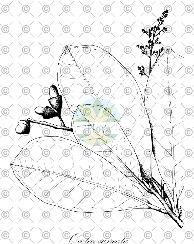 HistAbb_wfo-0001188674_1_ENZY_Simple | Historische Abbildung von Ocotea cuneata - Lauraceae | Historical Illustration of Ocotea cuneata - Lauraceae