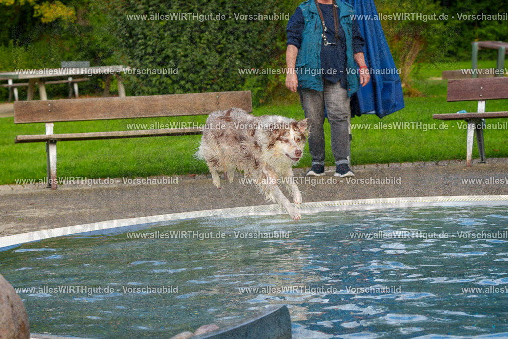 Hundeschwimmen_Grefrath_2026-allesWIRTHgut_Tierfotografie-15_18-FAY01215 | Professionelle Tierfotografie in Mönchengladbach von Daniel Wirth (allesWIRTHgut). Liebevolle & natürliche Bilder von Hunden & Katzen für unvergessliche Erinnerungen.