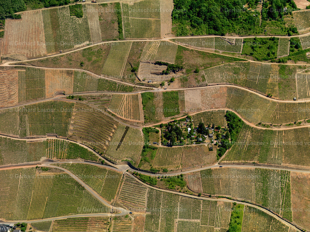 Weinberge-Zell-3114433 | Weinberge bei Zell