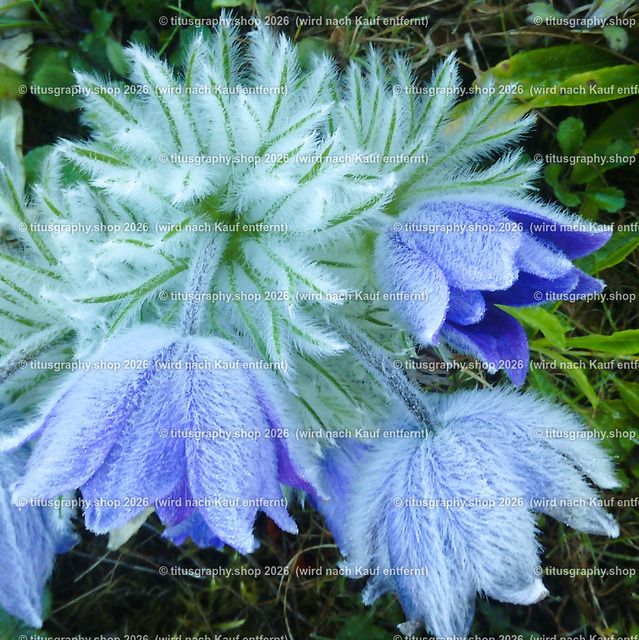 IMG_20170409_084655_edited | Fotokunstarbeit aus der INSTAGRAM-Gallerie auf titusgraphy.eu - Realisiert mit Pictrs.com